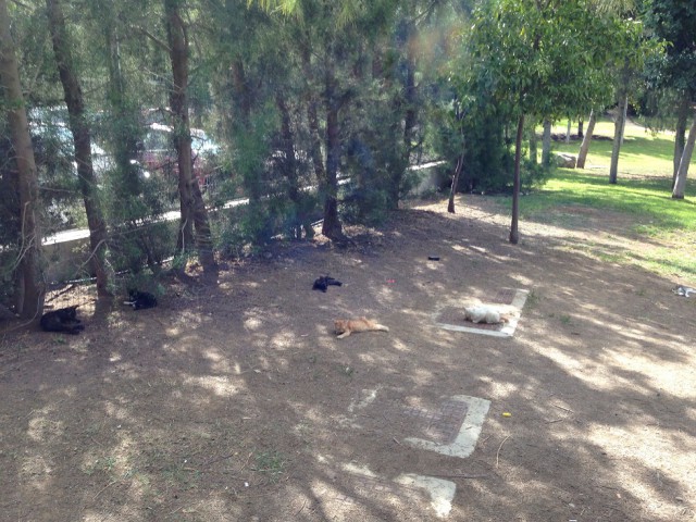 Котовторник   15.04.2014