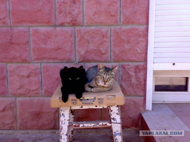 Котовторник 22.07.14