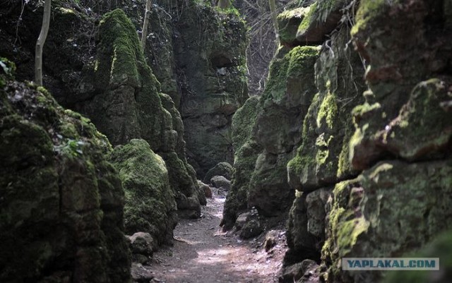 Puzzlewood - загадочный лес (19 фото)