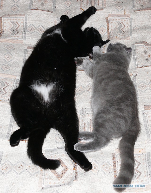 Котовторник 7.10.2014