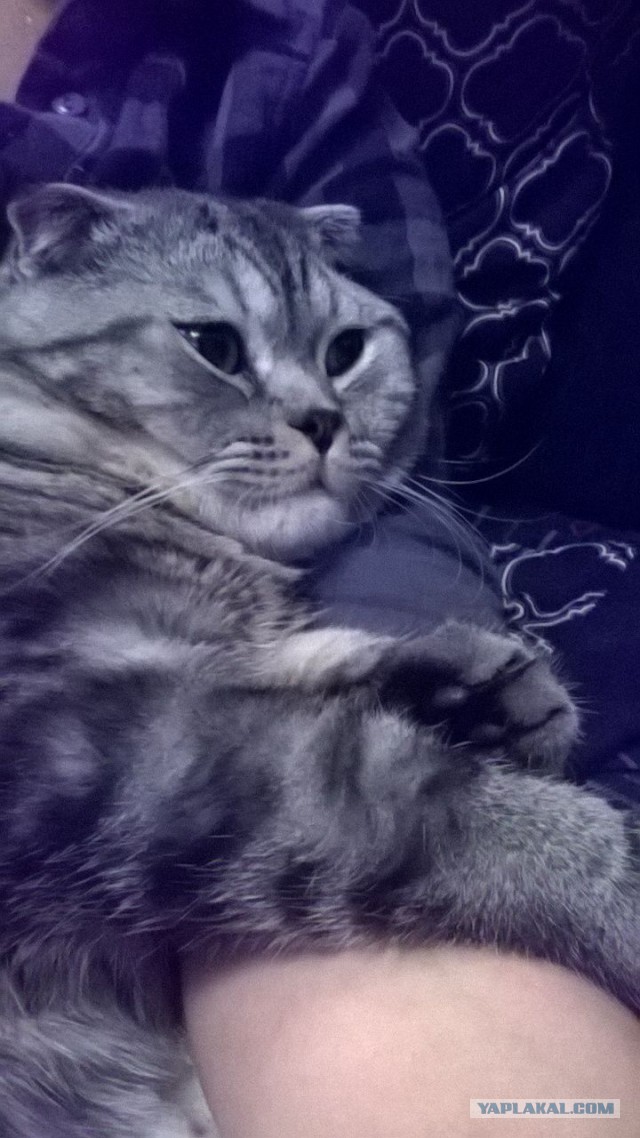 Котовторник 20.01.2015
