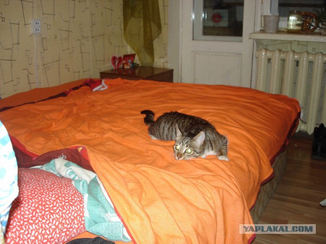 Котовторник 09.06.2015