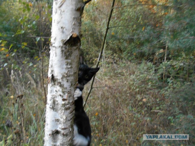 Жизнь домашнего приюта для котеек 82