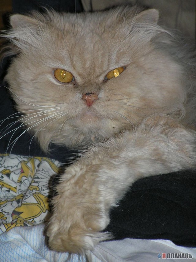 Коты проспали котовторник