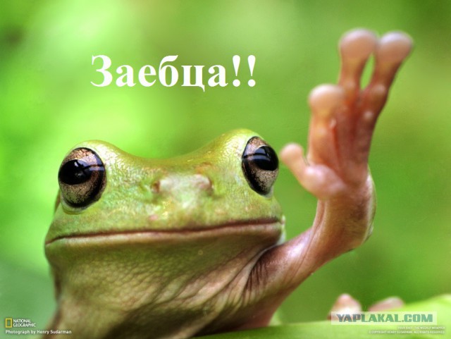 Кормление домашних жаб