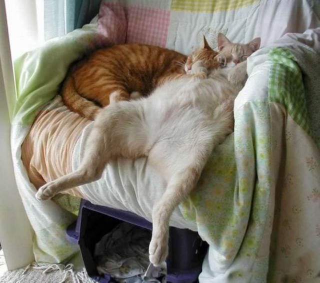 Коты из сети