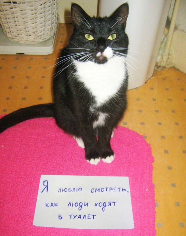 Коты из сети