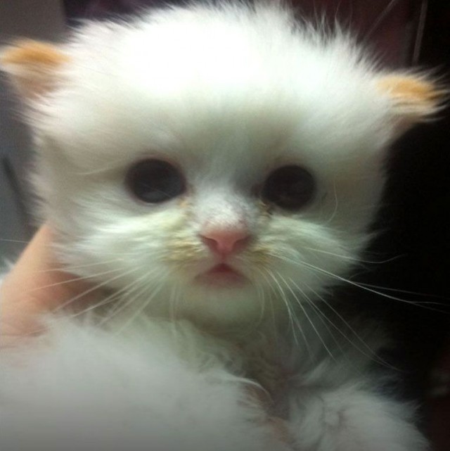 Коты и Кошки