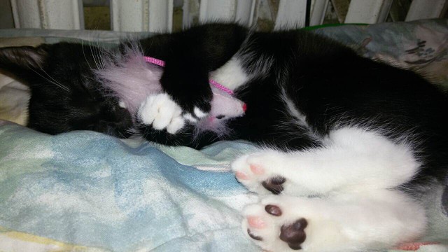 Коты и Кошки