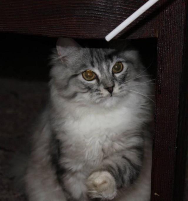 Коты и Кошки