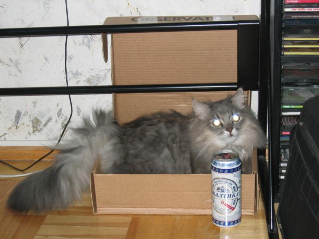 Коты и Кошки