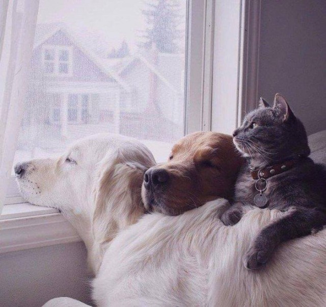20 шикарных фотографий, в которых вся суть котов