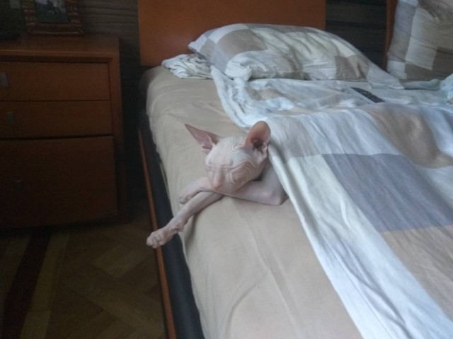 Котовторник 02.01.2018