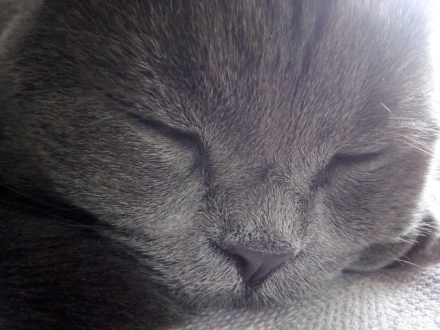Котовторник