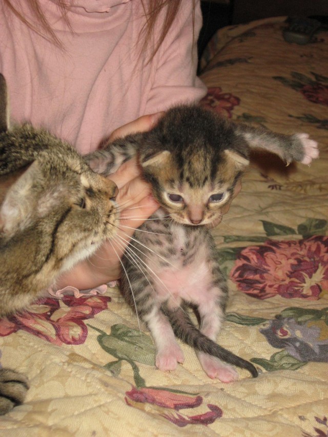 Котовторник на ЯПлакалъ: Кото и кто-то!