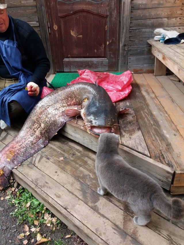 Прикольных котов пост