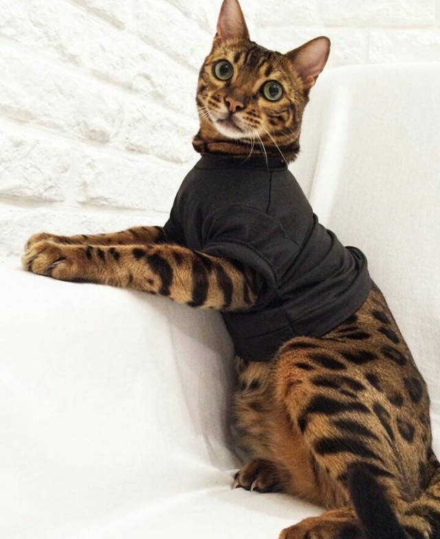Прикольных котов пост