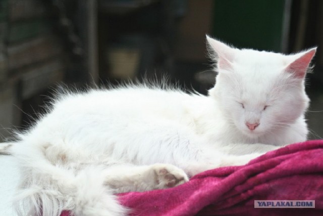 Котовторник с Кузей