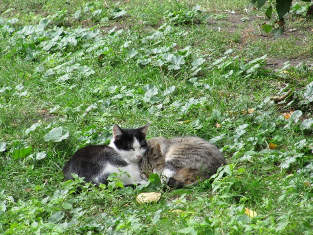 Котовторник в "КотоГетто"