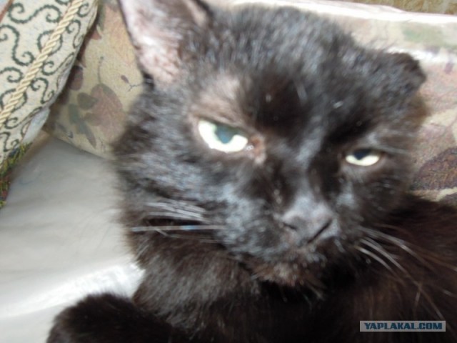 Котовторник! 13.03.2012