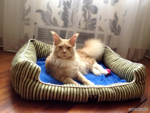 Котовторник  17.07.2012