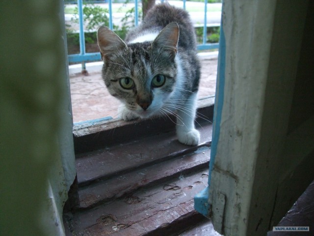 Котовторник 31.07.2012 г.