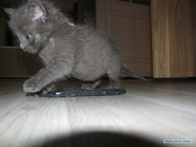 Котовторник ( 23.10. 2012. )