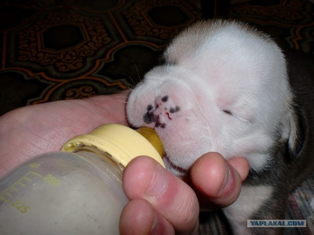 Английский бульдог! Чудо собака