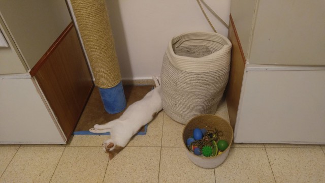 Котовторник однако
