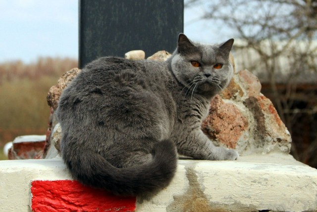 Знакомьтесь, Хищник