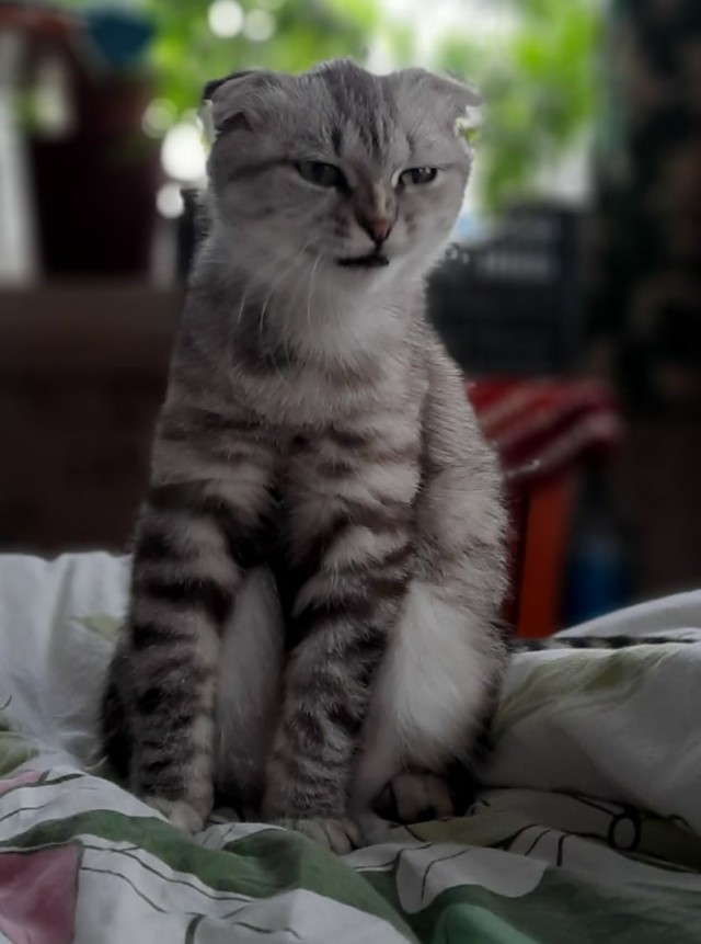 Забавные животные