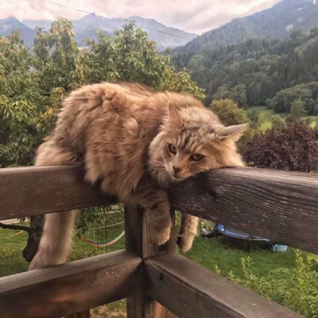 Эти забавные животные