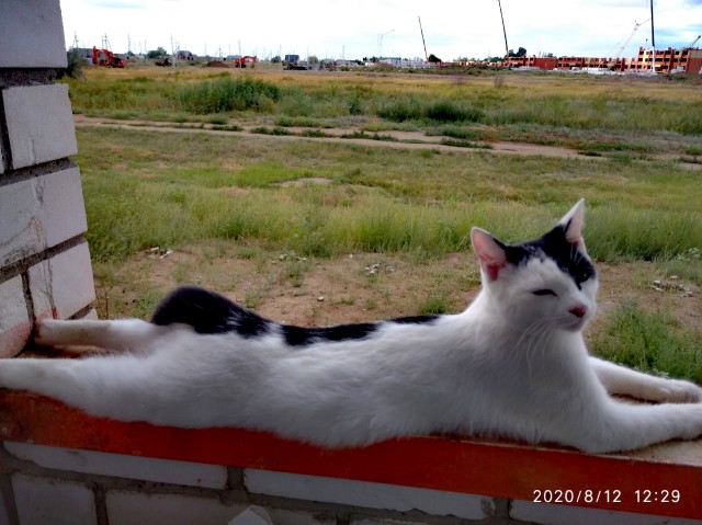 Эти забавные животные
