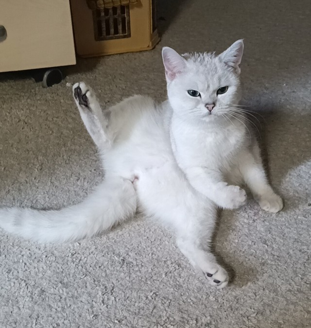 Котовторник же!