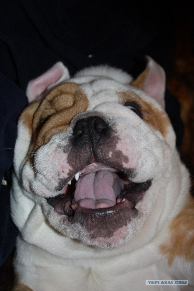 Хоспаде, какое мимими