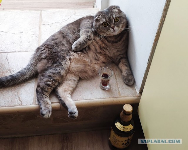 Всемирный день кошек