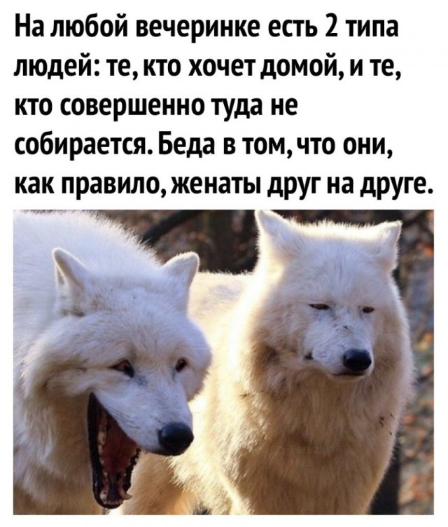 Весёлый полтишок 26.09