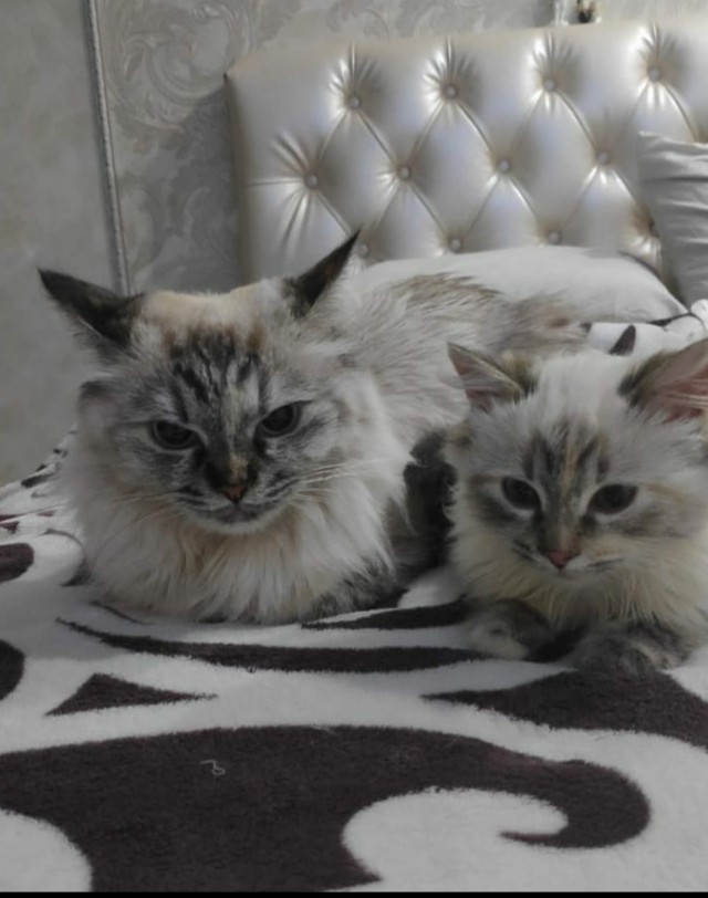С праздником и котофторником!