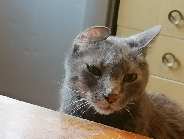 Кушай Вася!