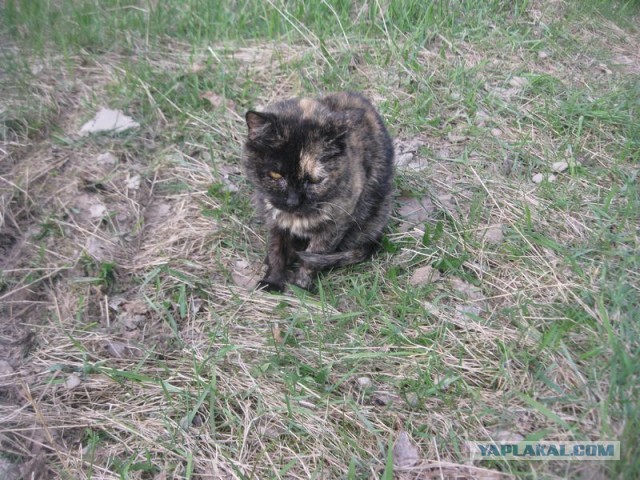 Жизнь домашнего приюта для котеек 392
