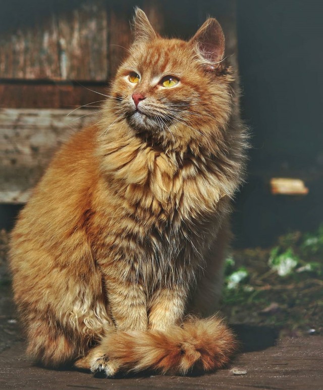Деревенские, милые, шерстяные