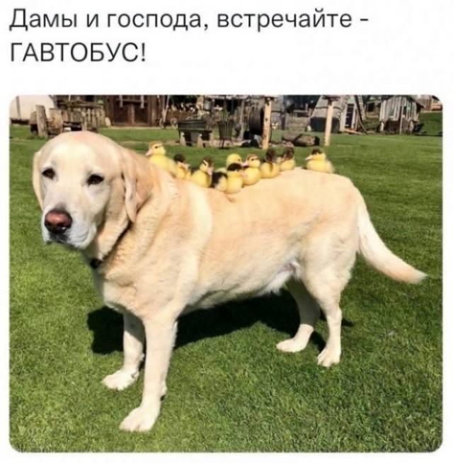 Картинки и мемы для настроения - 107