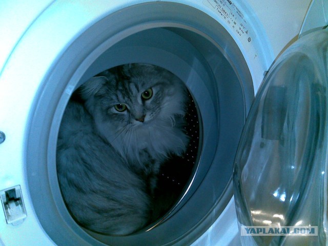 Котовторник 26.03.2013
