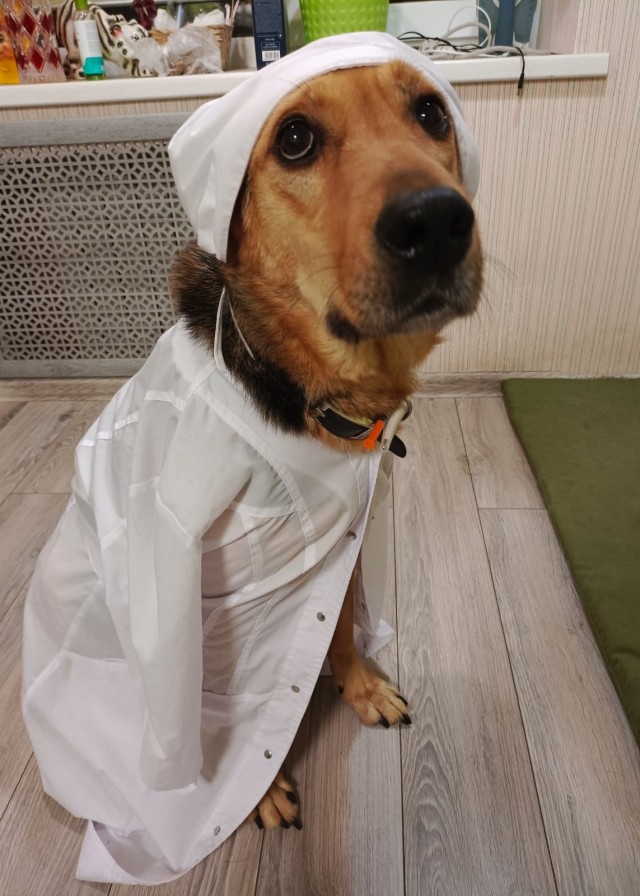Собаковторник!