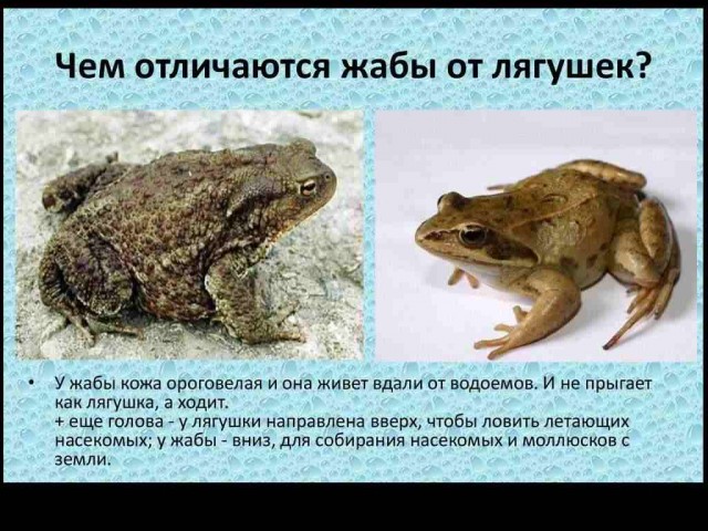 В Херсонской области местный житель в затопленном районе увидел необычное зрелище - жабу, сидящую на ёлке