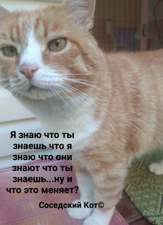 Соседский кот на даче постоянно приходит и наглеет , хотя там его кормят