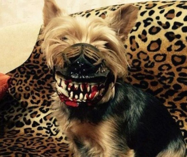 Конкурс страшных рассказов на ЯП к 31 октября. Кровь, кишки, ужасы!