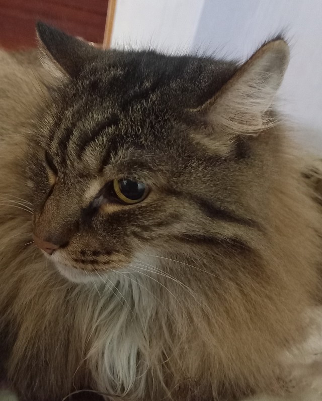 Котовторник!