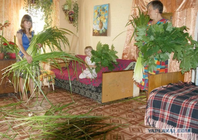 Из внутренних органов