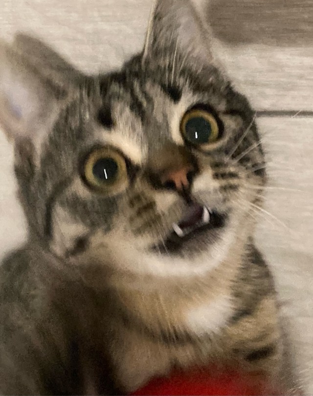 Котовторник в картинках